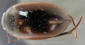 Media type: image;   Entomology 6056 Aspect: habitus dorsal view